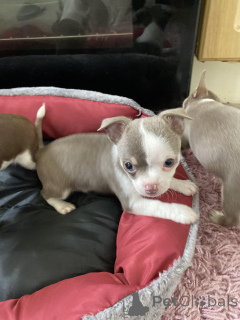 Foto №3. Winters wunderschöne Chowski-Welpen. USA