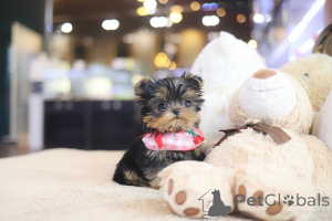 Foto №2 zu Ankündigung № 152832 zu verkaufen yorkshire terrier - einkaufen USA züchter