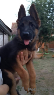 Foto №3. Deutscher Schäferhund. Serbien