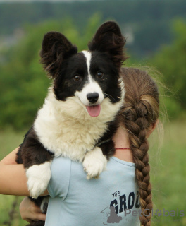 Foto №1. welsh corgi - zum Verkauf in der Stadt Mailand | 1300€ | Ankündigung № 111544