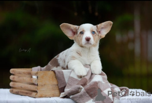 Foto №3. Walisischer Corgi-Cardigan. Polen