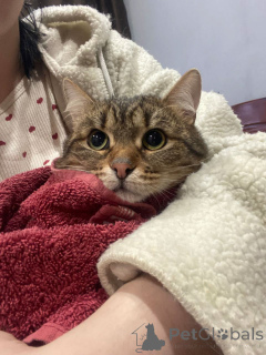 Foto №3. Das liebevolle Baby MurAmur sucht eine liebevolle Familie!. Russische Föderation