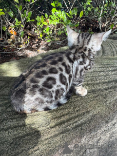 Foto №2 zu Ankündigung № 152666 zu verkaufen bengal katzenrasse - einkaufen Schweiz 