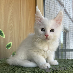 Foto №2 zu Ankündigung № 121869 zu verkaufen maine-coon-katze - einkaufen Bahrain 