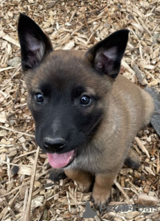 Foto №1. belgischer schäferhund - zum Verkauf in der Stadt Čakovec | verhandelt | Ankündigung № 124688