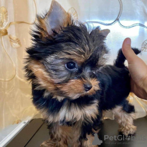 Foto №3. Kaufen Sie jetzt Ihre wunderschönen geimpften Yorkshire Terrier-Welpen für ein. USA