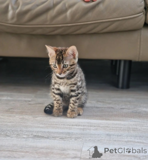 Foto №1. bengal katzenrasse - zum Verkauf in der Stadt Dudeldorf | 350€ | Ankündigung № 173910