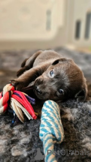 Foto №4. Ich werde verkaufen labrador retriever in der Stadt Frankfurt. züchter - preis - verhandelt