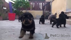 Foto №1. rottweiler - zum Verkauf in der Stadt Antwerpen | Frei | Ankündigung № 154179