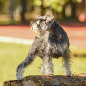 Zusätzliche Fotos: Zwergschnauzerwelpen