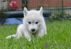 Foto №3. Siberian Husky-Welpen. Serbien