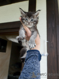 Foto №2 zu Ankündigung № 125716 zu verkaufen maine-coon-katze - einkaufen Deutschland quotient 	ankündigung