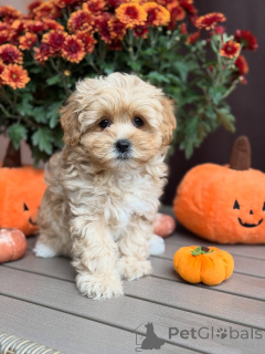 Foto №2 zu Ankündigung № 157763 zu verkaufen maltipu - einkaufen Luxemburg quotient 	ankündigung