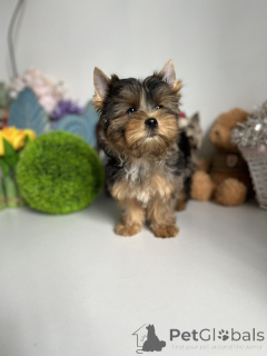 Foto №1. yorkshire terrier - zum Verkauf in der Stadt Berlin | 550€ | Ankündigung № 164795