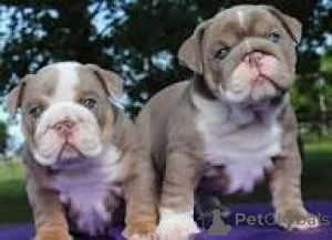 Foto №3. Prachtige Engelse Bulldog-puppy's te koop. Belgien