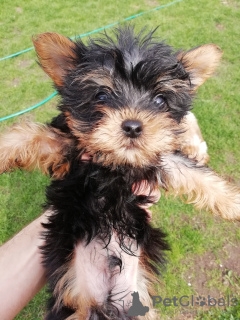 Foto №3. Yorkie-Babygesichtswelpe. Lettland