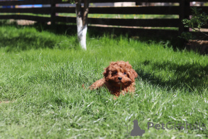 Foto №4. Ich werde verkaufen kavapu in der Stadt Minsk. quotient 	ankündigung, vom kindergarten, züchter - preis - 1400€