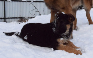 Foto №2 zu Ankündigung № 4700 zu verkaufen deutscher schäferhund - einkaufen Russische Föderation züchter