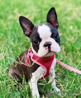 Foto №3. Erstaunliche Boston-Terrier-Welpen sind jetzt für ein liebevolles Zuhause. USA