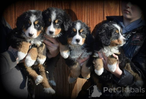 Foto №1. berner sennenhund - zum Verkauf in der Stadt Ankum | 450€ | Ankündigung № 169416