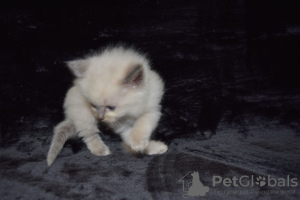 Foto №4. Ich werde verkaufen ragdoll-katze in der Stadt Barcelona. quotient 	ankündigung, züchter - preis - 300€