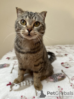 Zusätzliche Fotos: Lieber Kater Sniff ist bei uns in guten Händen.