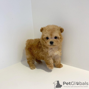 Foto №2 zu Ankündigung № 9947 zu verkaufen affenpinscher - einkaufen Kuwait vom kindergarten