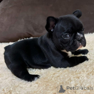 Foto №3. Charmante 8 Wochen alte französische Bulldoggenwelpen bereit für ihre für immer. Großbritannien