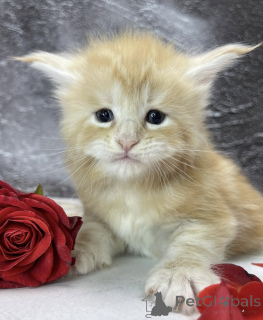 Foto №1. maine-coon-katze - zum Verkauf in der Stadt Baden-Baden | 550€ | Ankündigung № 163324