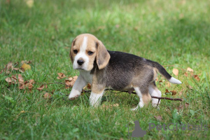 Foto №1. beagle - zum Verkauf in der Stadt Aleksandria Pierwsza | 717€ | Ankündigung № 113257