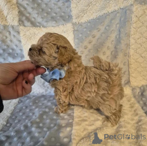 Foto №1. maltipu - zum Verkauf in der Stadt Augustdorf | verhandelt | Ankündigung № 167673