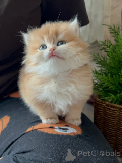 Foto №1. perserkatze - zum Verkauf in der Stadt Bremen | verhandelt | Ankündigung № 165344