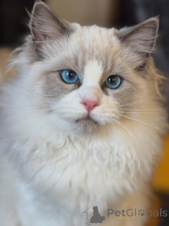 Foto №2 zu Ankündigung № 157130 zu verkaufen ragdoll-katze - einkaufen Irland züchter