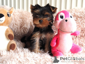 Foto №2 zu Ankündigung № 89559 zu verkaufen yorkshire terrier - einkaufen Schweden quotient 	ankündigung