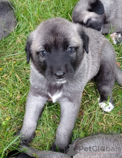 Foto №4. Ich werde verkaufen anatolischer hirtenhund in der Stadt Brno. züchter - preis - 1100€