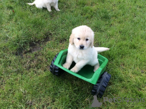 Zusätzliche Fotos: Champion-Bloodline-Golden-Retriever-Welpen jetzt mit Papieren verfügbar