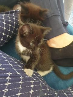 Foto №3. Majestätische und liebevolle Norwegische Waldkatze zu verkaufen. Belgien