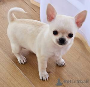 Foto №3. Chihuahua Boy Breeding Cria de Oro FCI. Polen