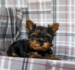 Foto №2 zu Ankündigung № 103928 zu verkaufen yorkshire terrier - einkaufen Zypern aus dem tierheim