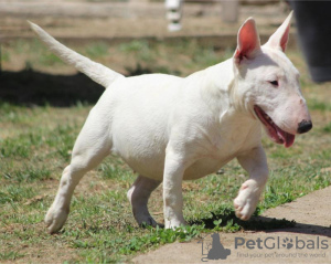 Foto №1. bullterrier - zum Verkauf in der Stadt Belgrad | verhandelt | Ankündigung № 106399