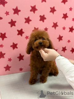 Foto №2 zu Ankündigung № 69022 zu verkaufen pudel (zwerg) - einkaufen Italien quotient 	ankündigung