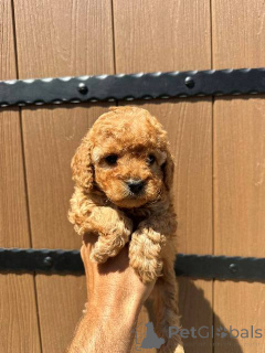 Foto №3. Zwergpudel erstklassiger Abstammung. Serbien