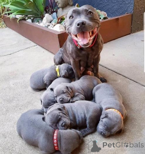 Foto №1. staffordshire bull terrier - zum Verkauf in der Stadt Vilnius | verhandelt | Ankündigung № 159983