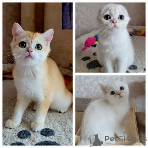 Foto №1. chinchilla-katze - zum Verkauf in der Stadt Kaluga | 539€ | Ankündigung № 141411