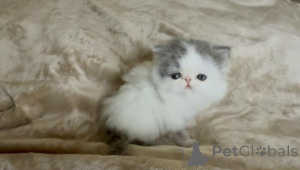 Foto №1. exotische kurzhaarkatze - zum Verkauf in der Stadt Bietigheim-Bisten | 350€ | Ankündigung № 177969