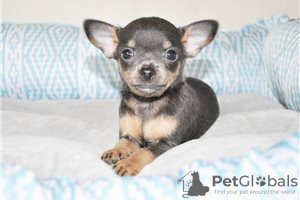 Foto №3. Entzückende Chihuahua-Welpen zur kostenlosen Adoption. Deutschland