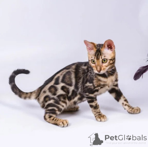 Foto №1. bengal katzenrasse - zum Verkauf in der Stadt Bernburg | 350€ | Ankündigung № 176678