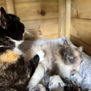 Foto №2 zu Ankündigung № 167251 zu verkaufen ragdoll-katze - einkaufen Deutschland quotient 	ankündigung