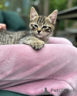 Foto №2 zu Ankündigung № 148564 zu verkaufen bengal katzenrasse - einkaufen Deutschland züchter