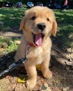 Foto №3. Golden Retriever-Welpen stehen jetzt zum Verkauf. Deutschland